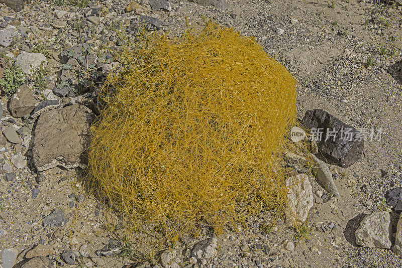 菟丝子(Cuscuta denticulata)，沙漠菟丝子或小齿菟丝子，是一种薄的，黄色到橙色的，一年生寄生藤本植物，是晨花家族的一种，发现于加州死亡谷国家公园。Convulvulaceae。